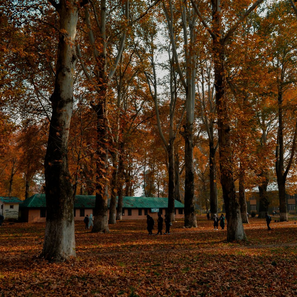 Autumn in kashmir , chinar leaves falling