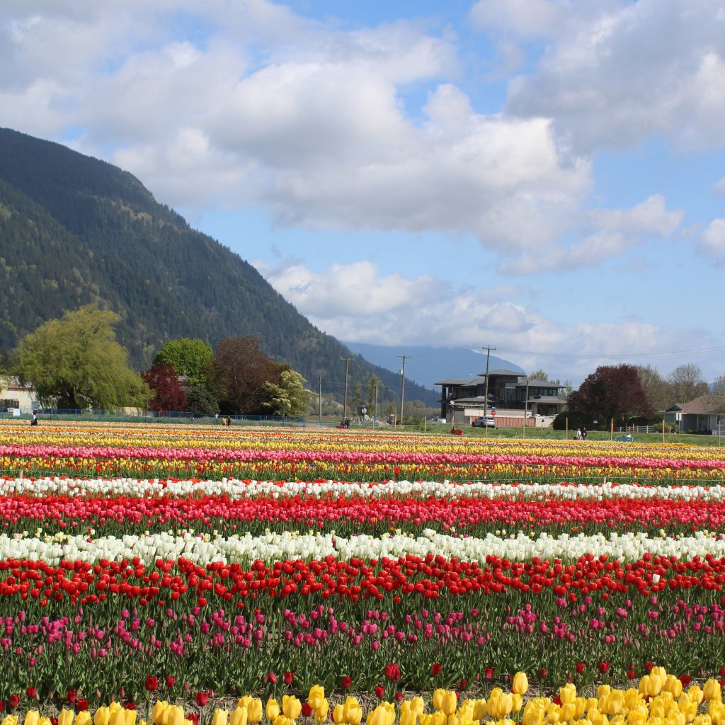 Tulip garden srinagar